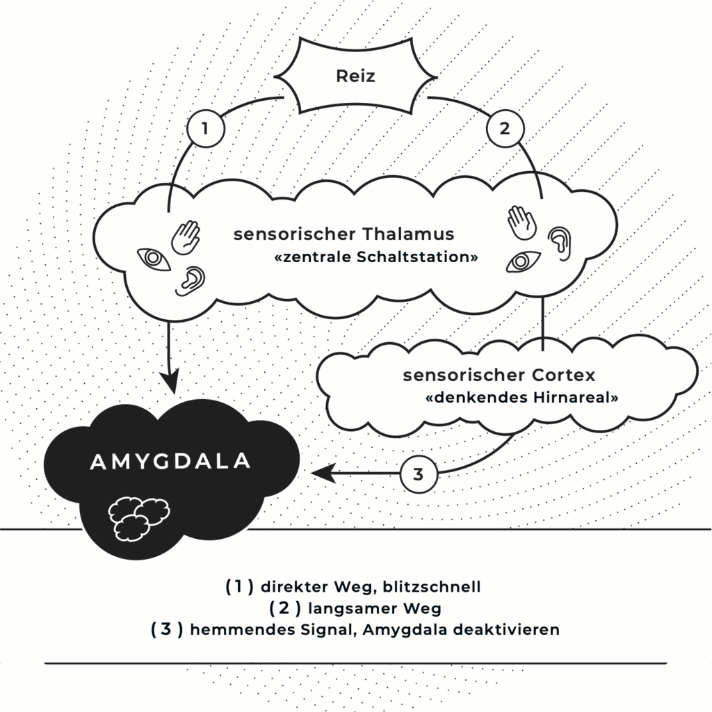 Angst verstehen: Darstellung der Amygdala- Reaktion im Gehirn mit schnellem und langsamen Weg